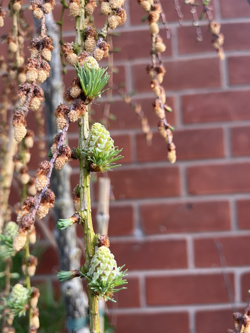 Larix kaempferi - Japanese Larch 'Stiff Weeping' (25L)