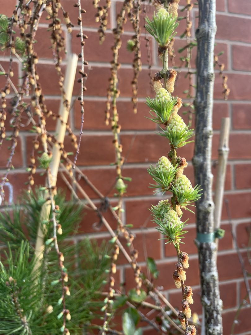 Larix kaempferi - Japanese Larch 'Stiff Weeping' (25L)