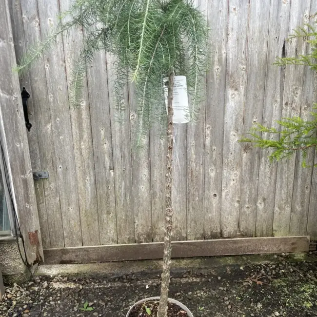 Larix kaempferi 'Stiff Weeping' (10L)