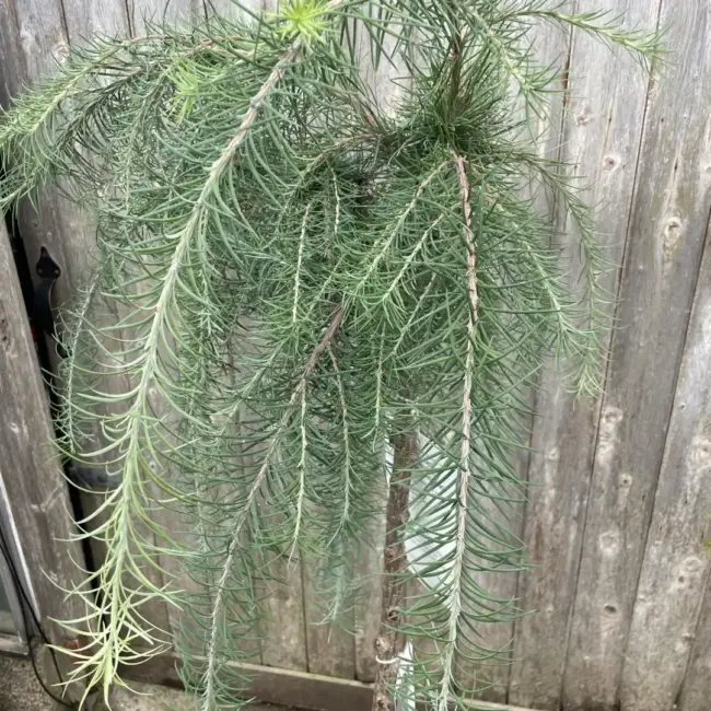 Larix kaempferi 'Stiff Weeping' (10L) - Image 2
