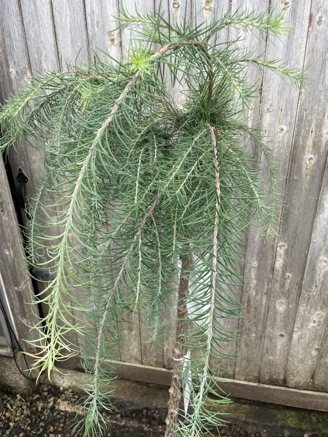 Japanese Larch 'Stiff Weeper' 80/100cm (10L) - Image 3