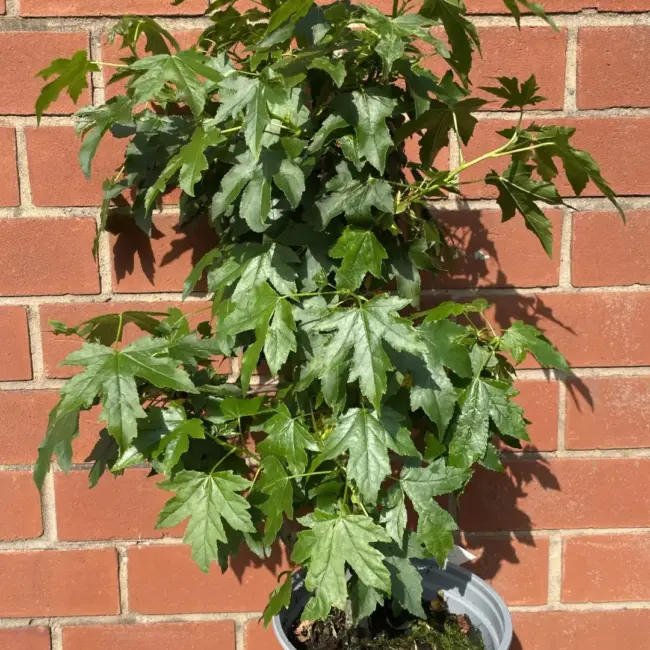 Sweet Gum Tree 60/80cm (2L)