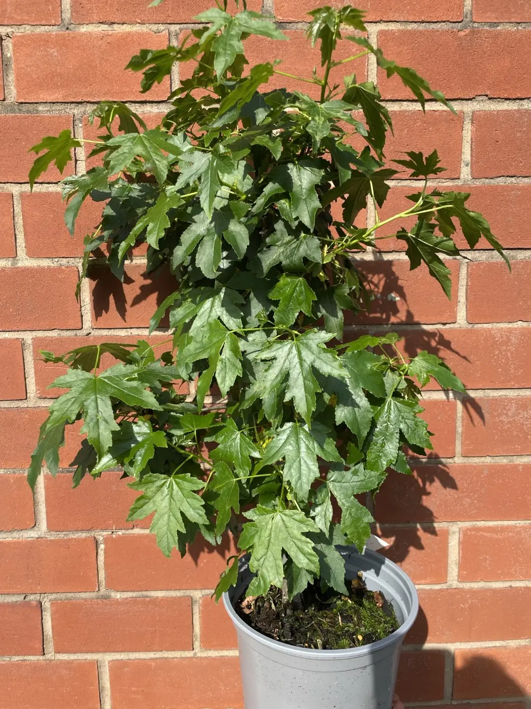 Sweet Gum Tree 60/80cm (2L)