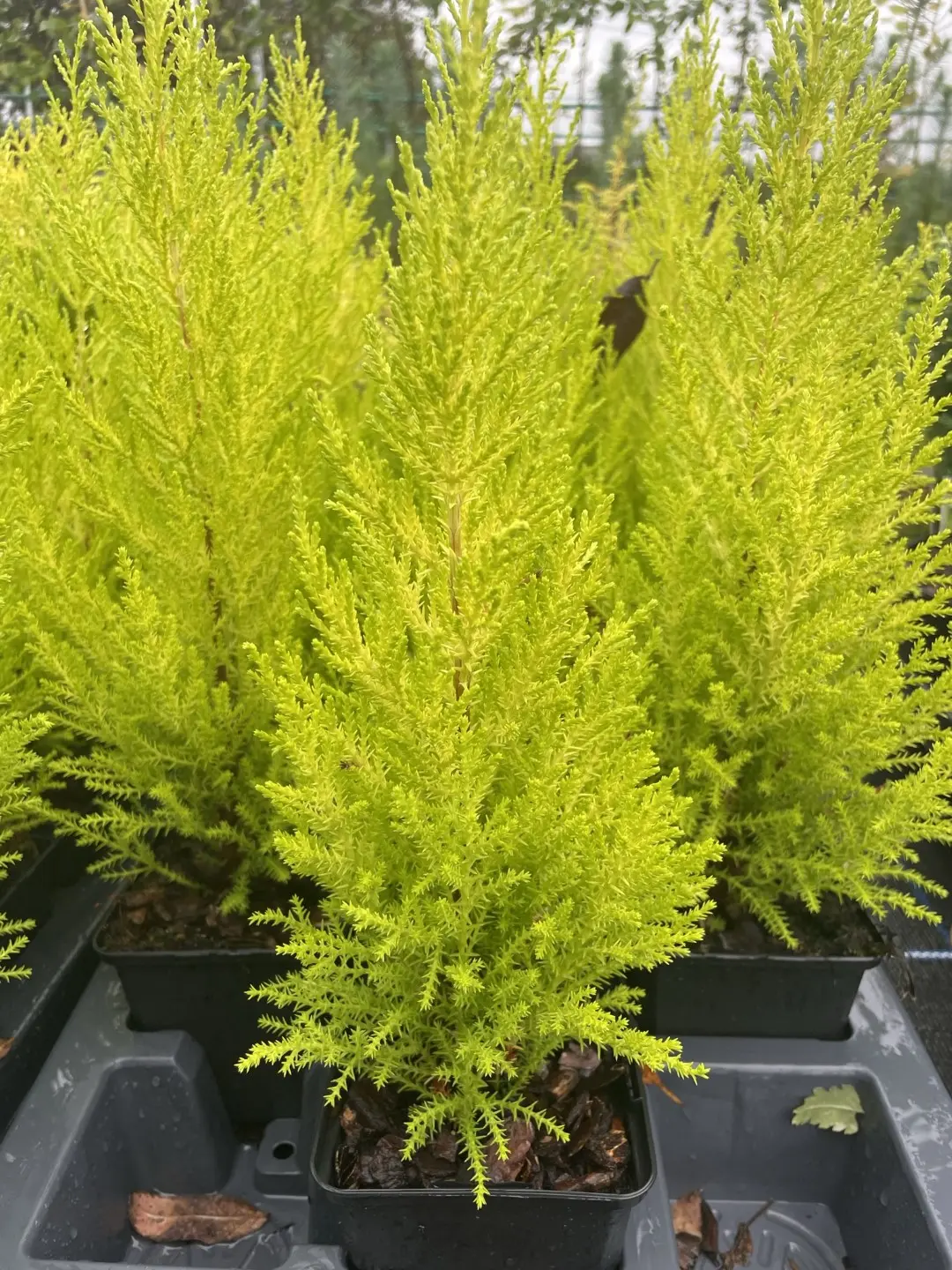 Monterey cypress 'Wilma' 40/60cm (5L) - Image 2