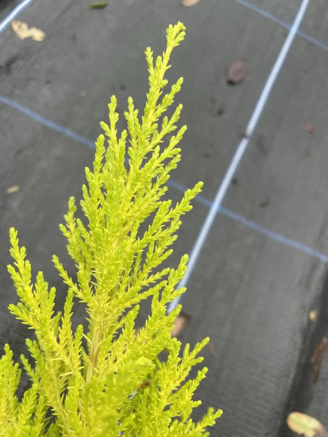 Monterey cypress 'Wilma' (P9) - Image 4