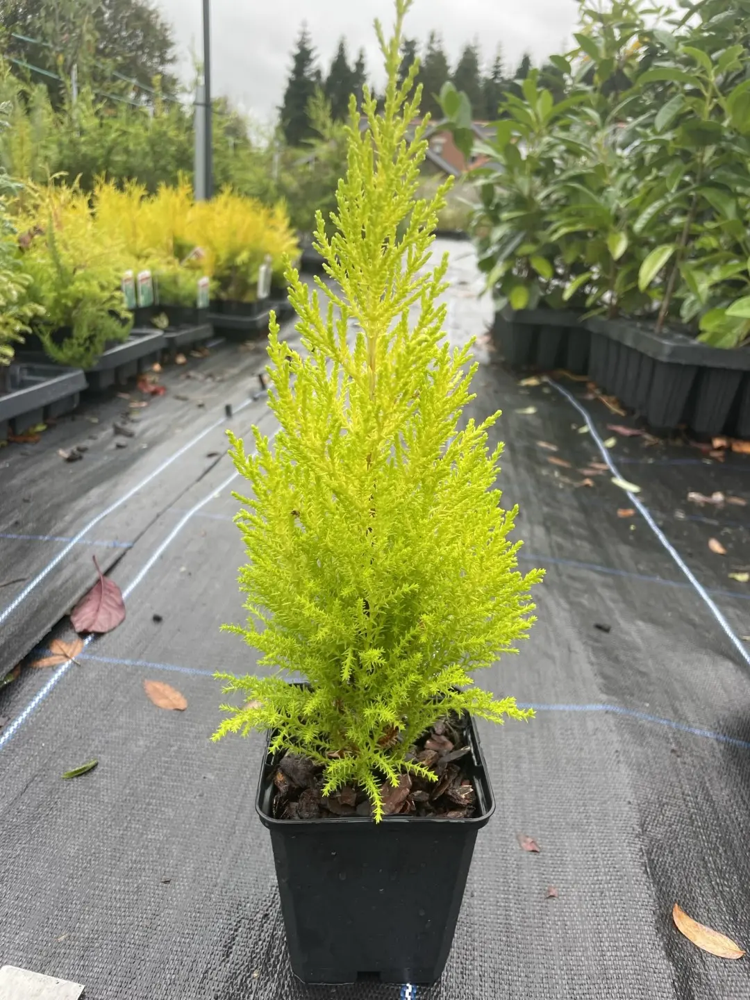 Monterey cypress 'Wilma' (P9)