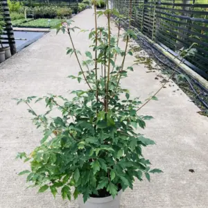 Paperbark Maple Bush Form (10L)