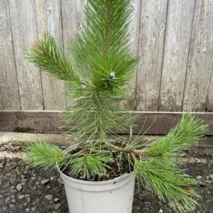 Bhutan Pine 40/60cm (5L)