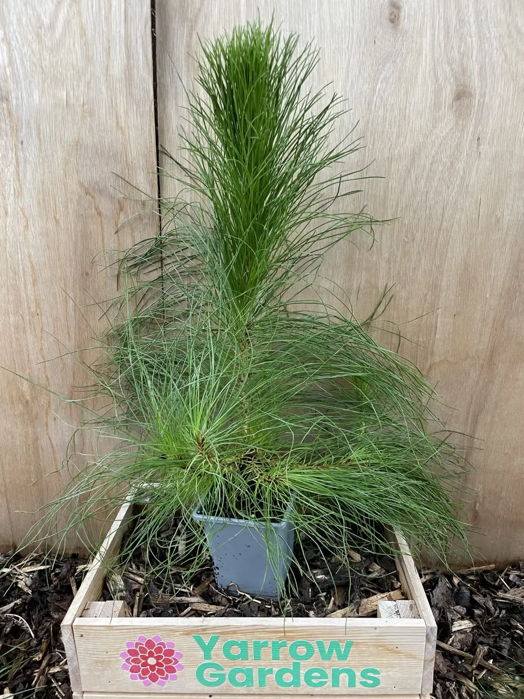 Pinus yunnanensis - Yunnan Pine Tree