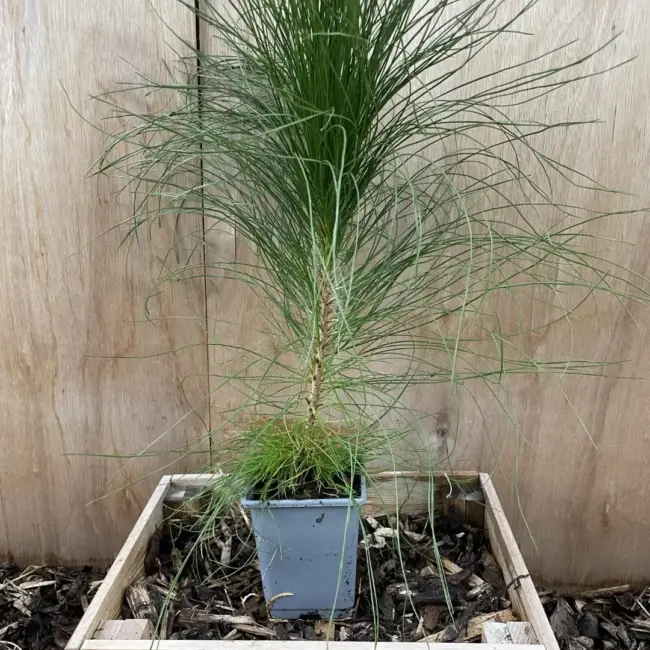 Pinus yunnanensis - Yunnan Pine Tree
