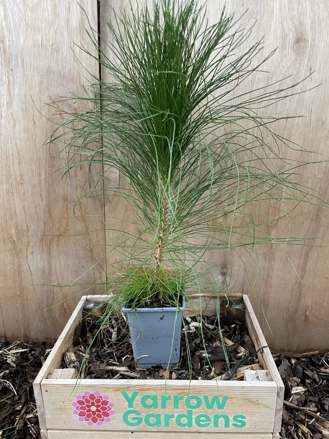 Pinus yunnanensis - Yunnan Pine Tree