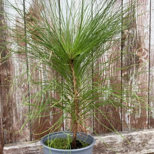 Pinus yunnanensis - Yunnan Pine Tree