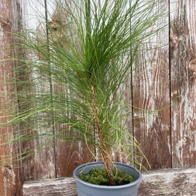 Pinus yunnanensis - Yunnan Pine Tree