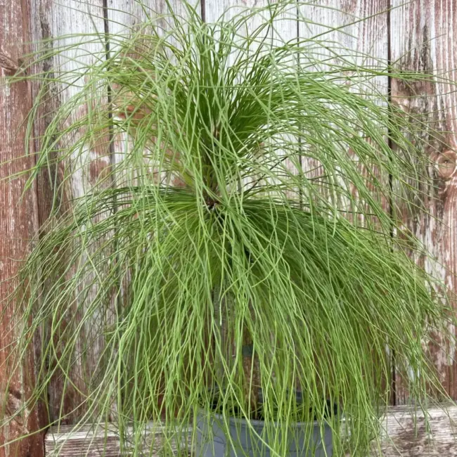 Pinus yunnanensis - Yunnan Pine Tree