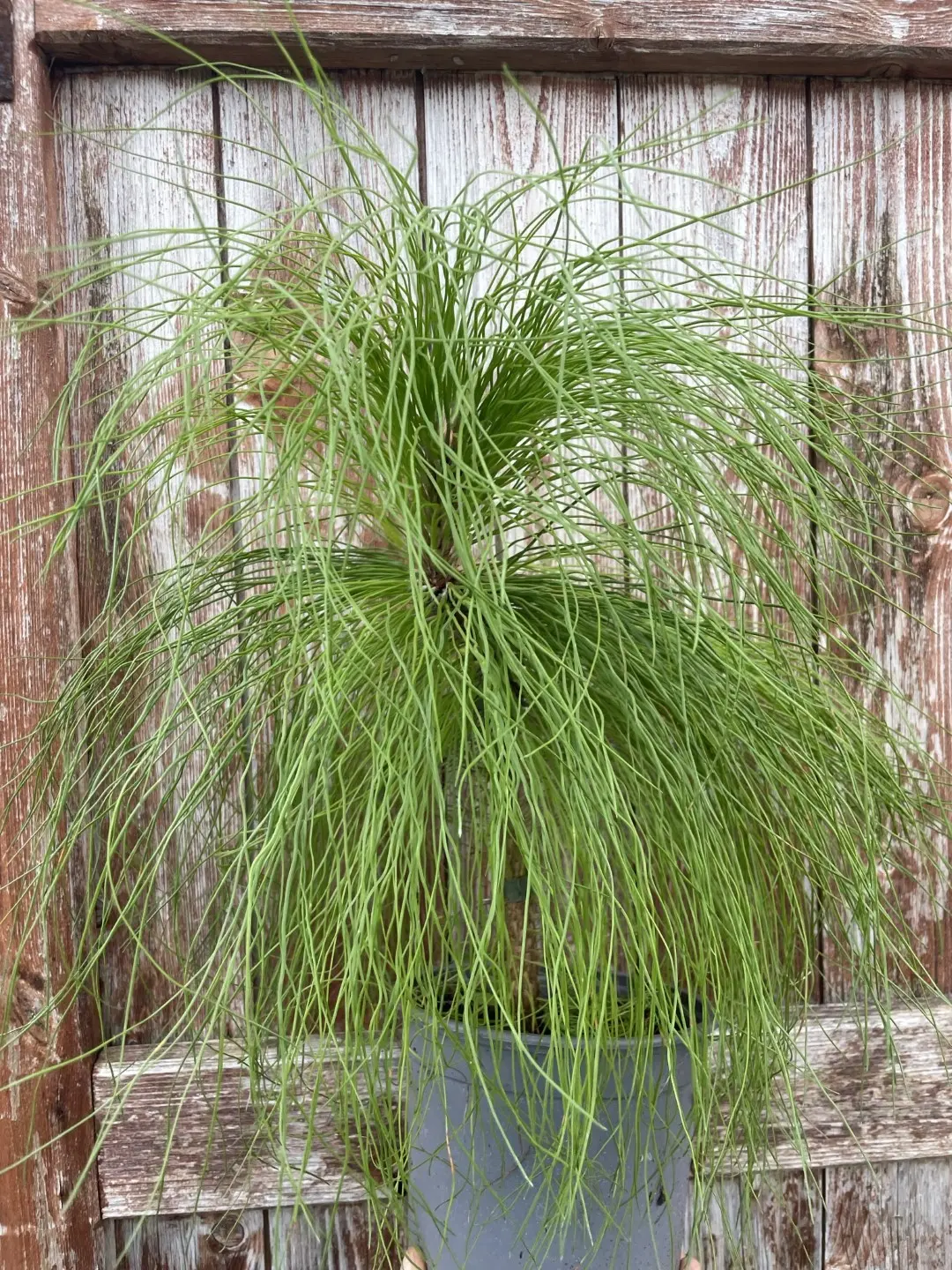 Pinus yunnanensis - Yunnan Pine Tree