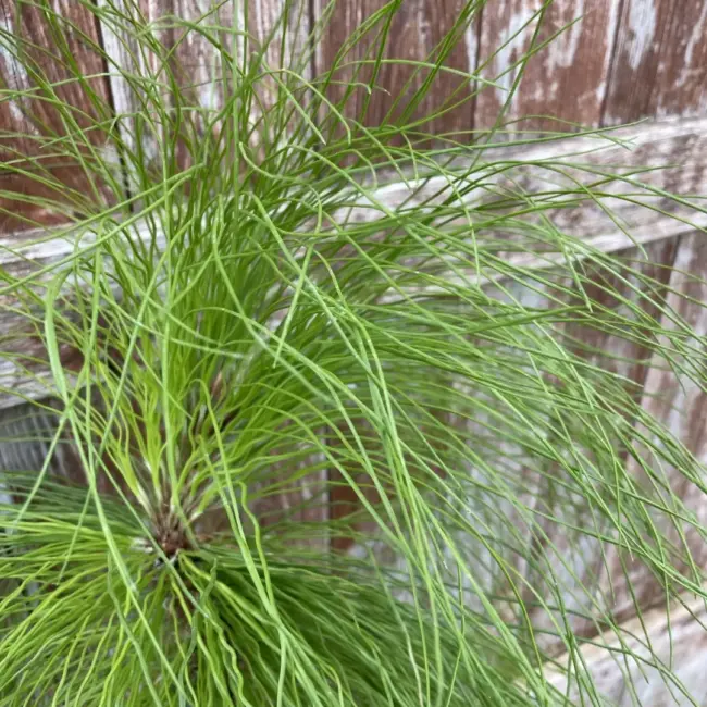 Pinus yunnanensis - Yunnan Pine Tree