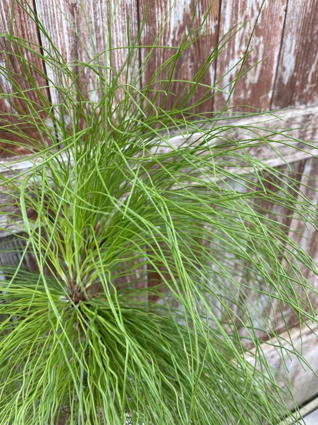 Pinus yunnanensis - Yunnan Pine Tree