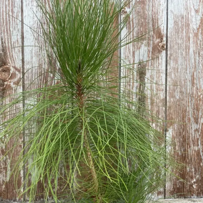 Pinus yunnanensis - Yunnan Pine Tree