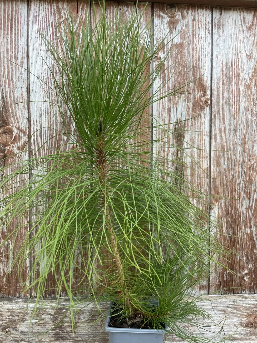 Pinus yunnanensis - Yunnan Pine Tree