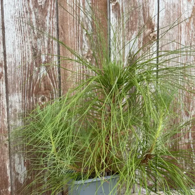 Pinus yunnanensis - Yunnan Pine Tree