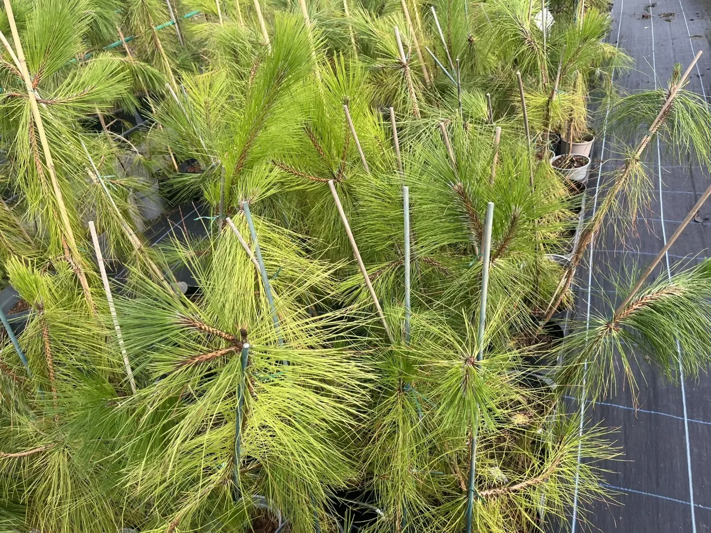 Yunnan Pine 40/60cm (2L) - Image 2