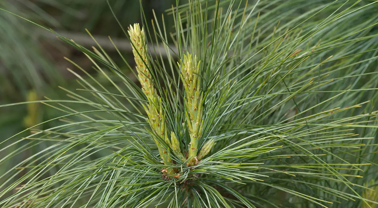 Bhutan Pine 40/60cm (2L) - Image 3