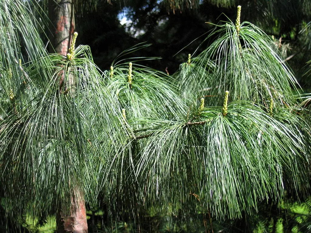 Bhutan Pine 40/60cm (2L) - Image 6
