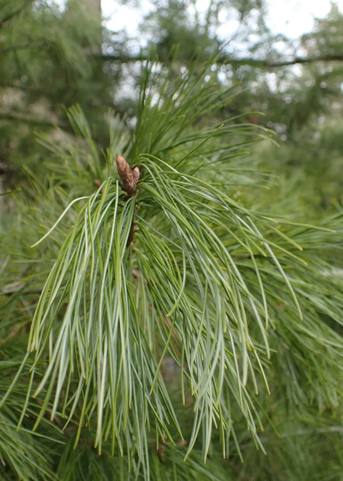 Bhutan Pine 40/60cm (2L) - Image 4