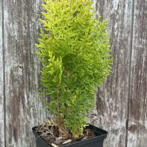 Chinese golden cedar 'Aurea Nana' (P9)