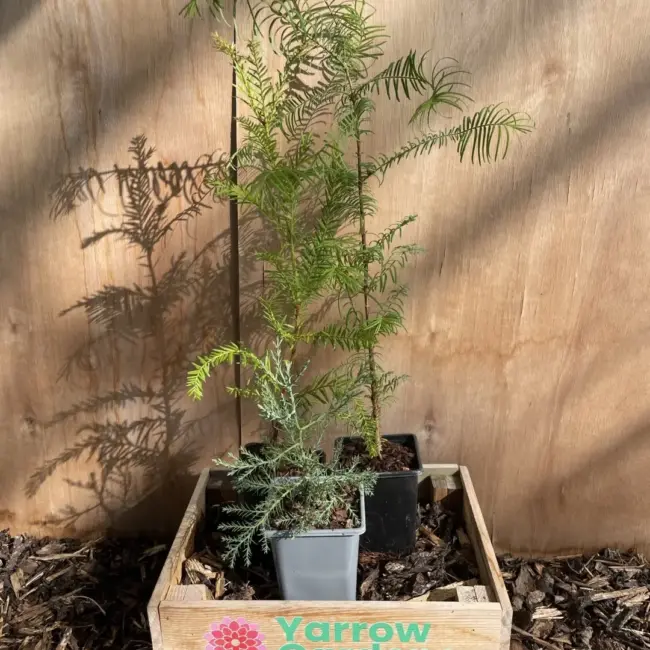 Redwood Trees Trio (P9) - Image 7