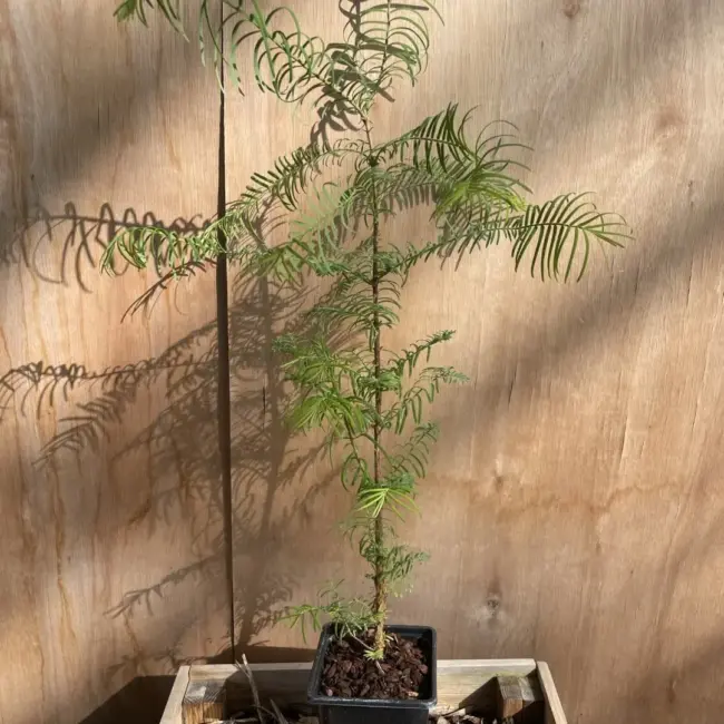 Redwood Trees Trio (P9) - Image 6
