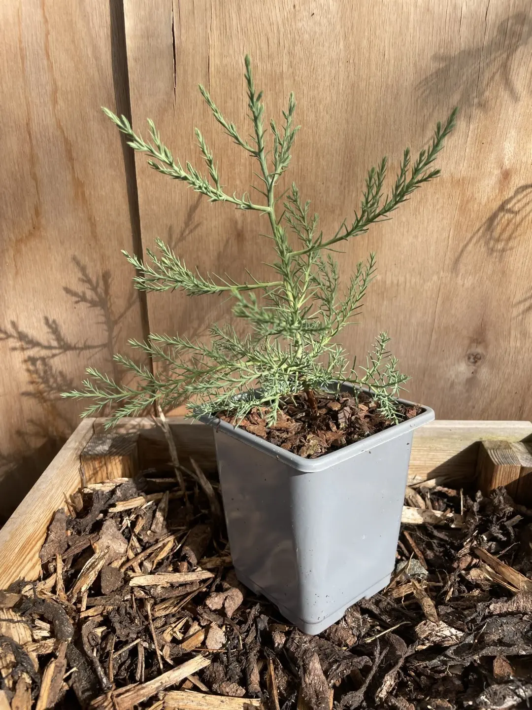 Redwood Trees Trio (P9) - Image 5