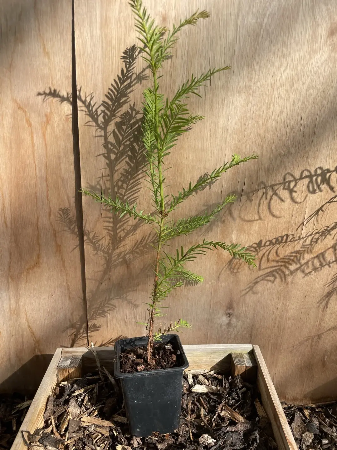 Redwood Trees Trio (P9) - Image 4