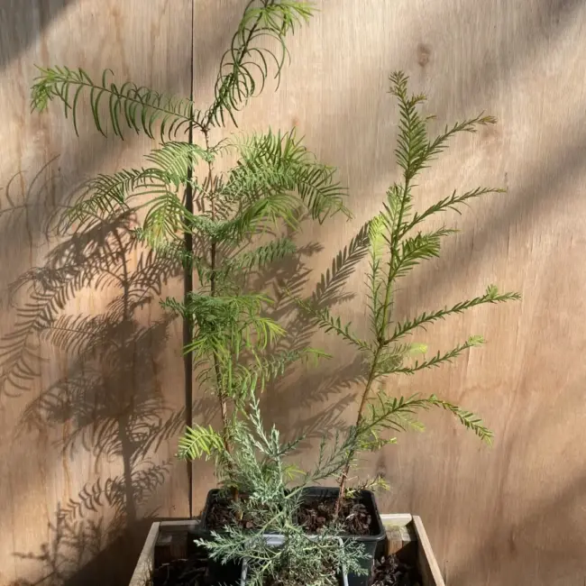 Redwood Trees Trio (P9) - Image 3