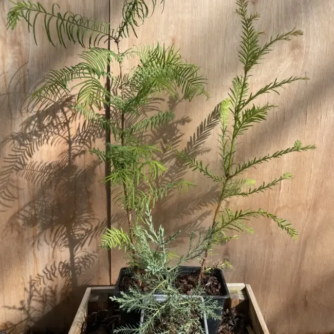 Redwood Trees Trio (P9) - Image 2