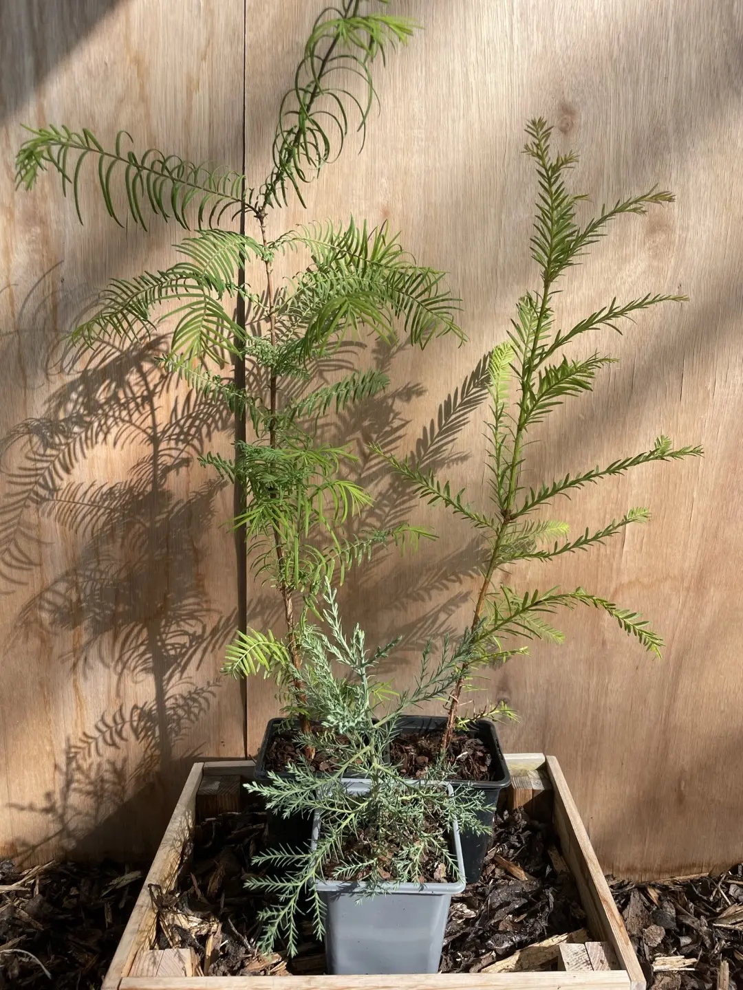 Redwood Trees Trio (P9) - Image 2