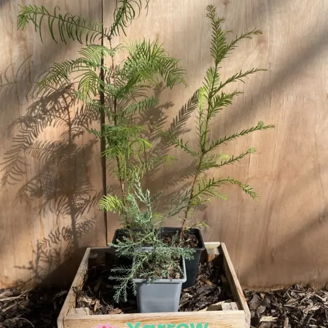 Redwood Trees Trio (P9)