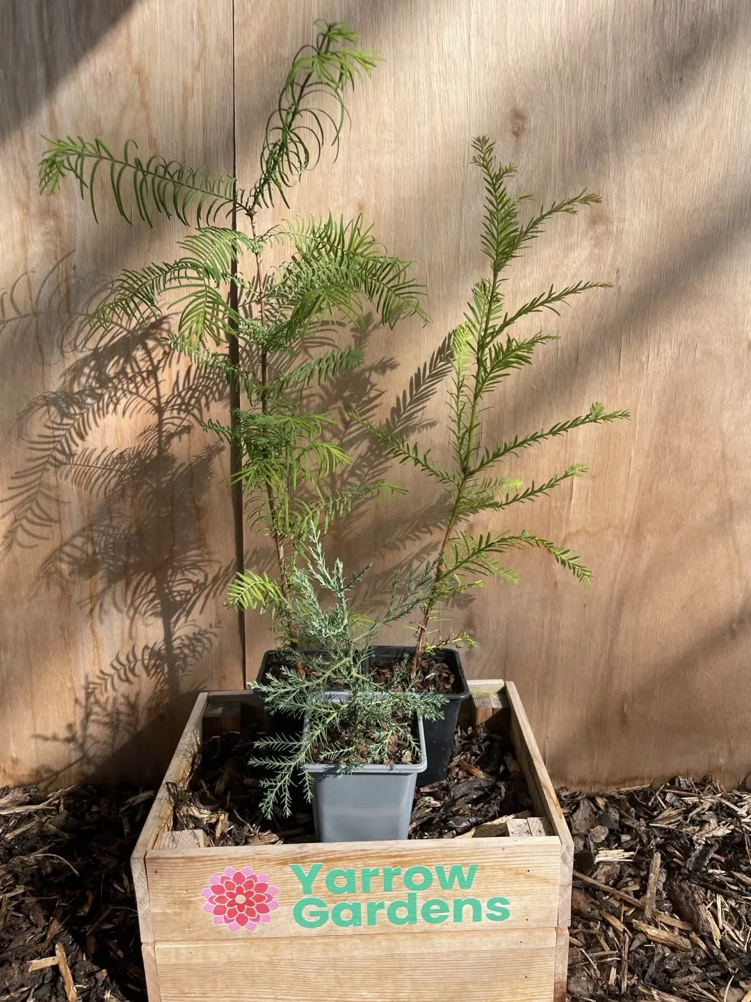 Redwood Trees Trio (P9)