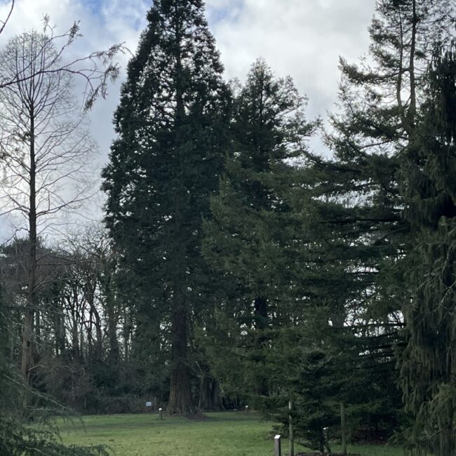 Redwood Trees Trio - Worden Park Leyland