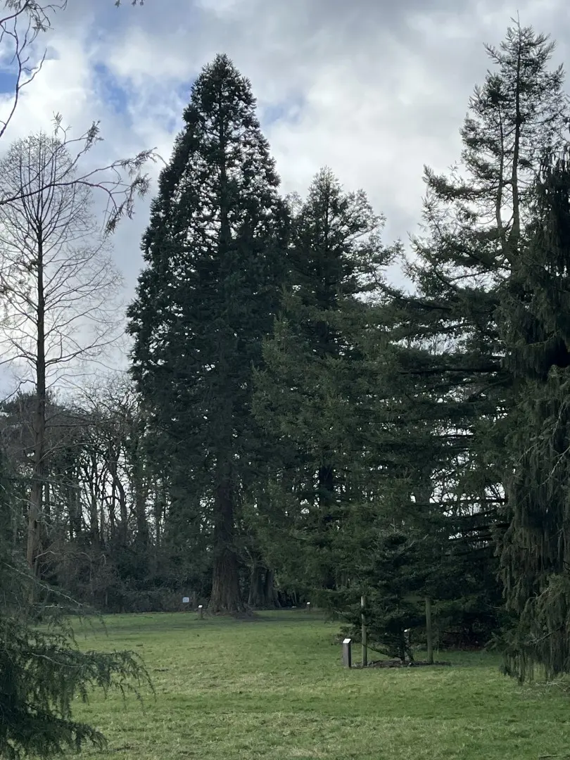 Redwood Trees Trio - Worden Park Leyland