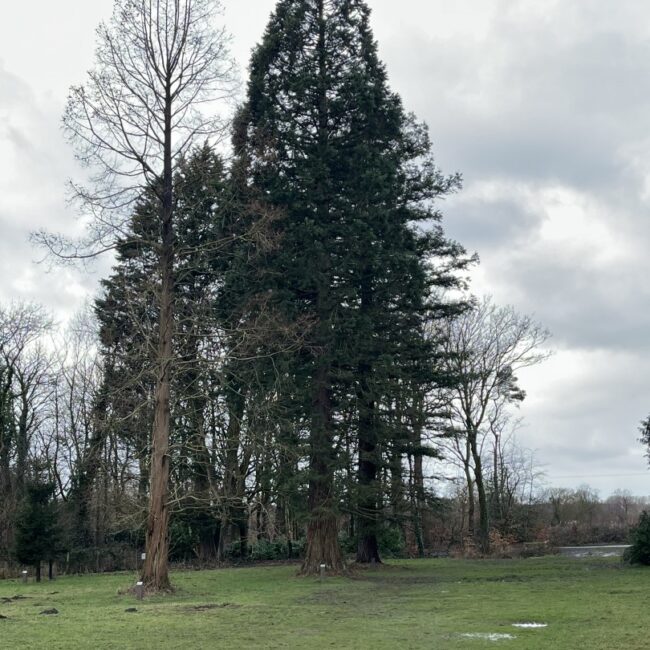 Redwood Trees Trio - Worden Park Leyland