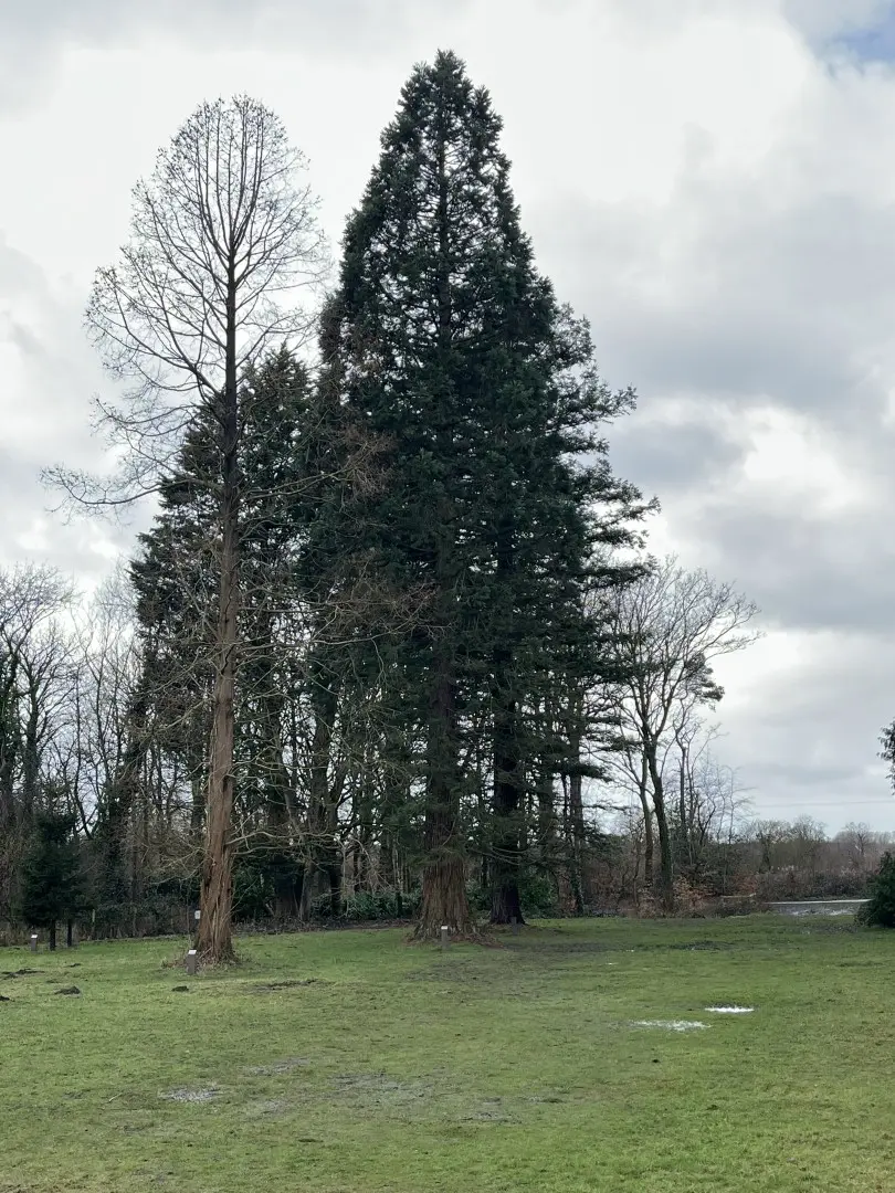 Redwood Trees Trio - Worden Park Leyland