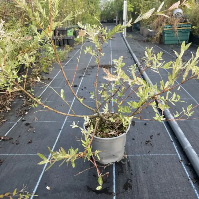 Flamingo Willow 60/80cm (2L)