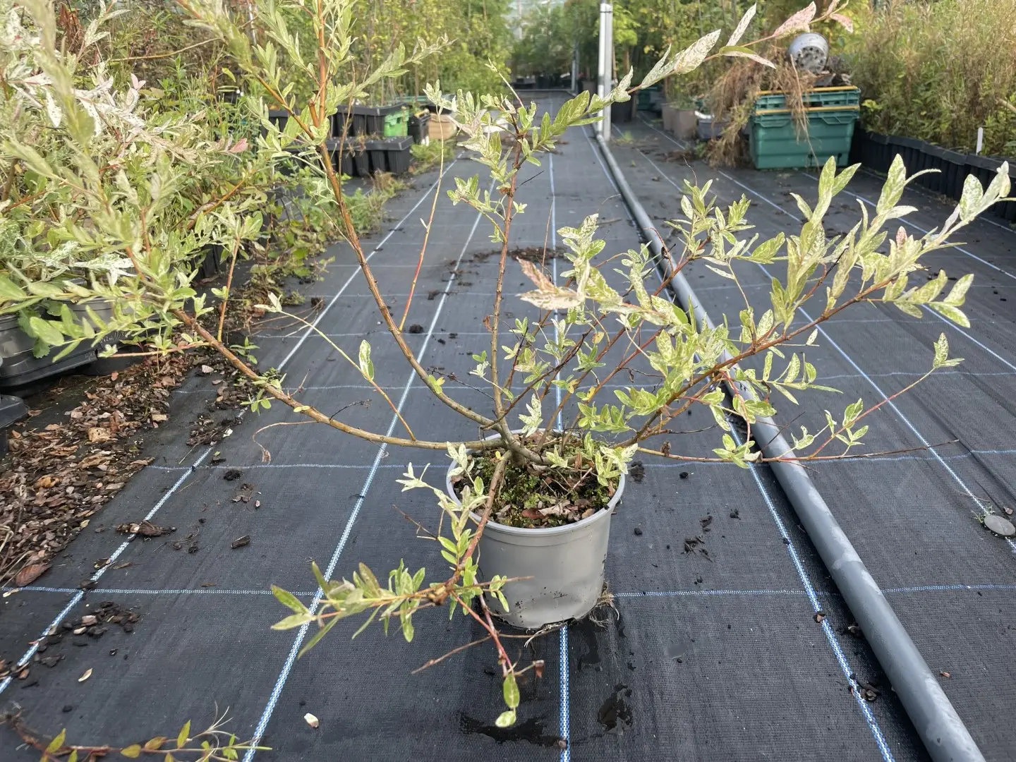 Flamingo Willow 60/80cm (2L)