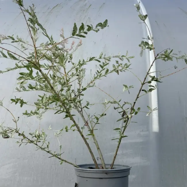 Flamingo Willow 60/80cm (2L) - Image 2