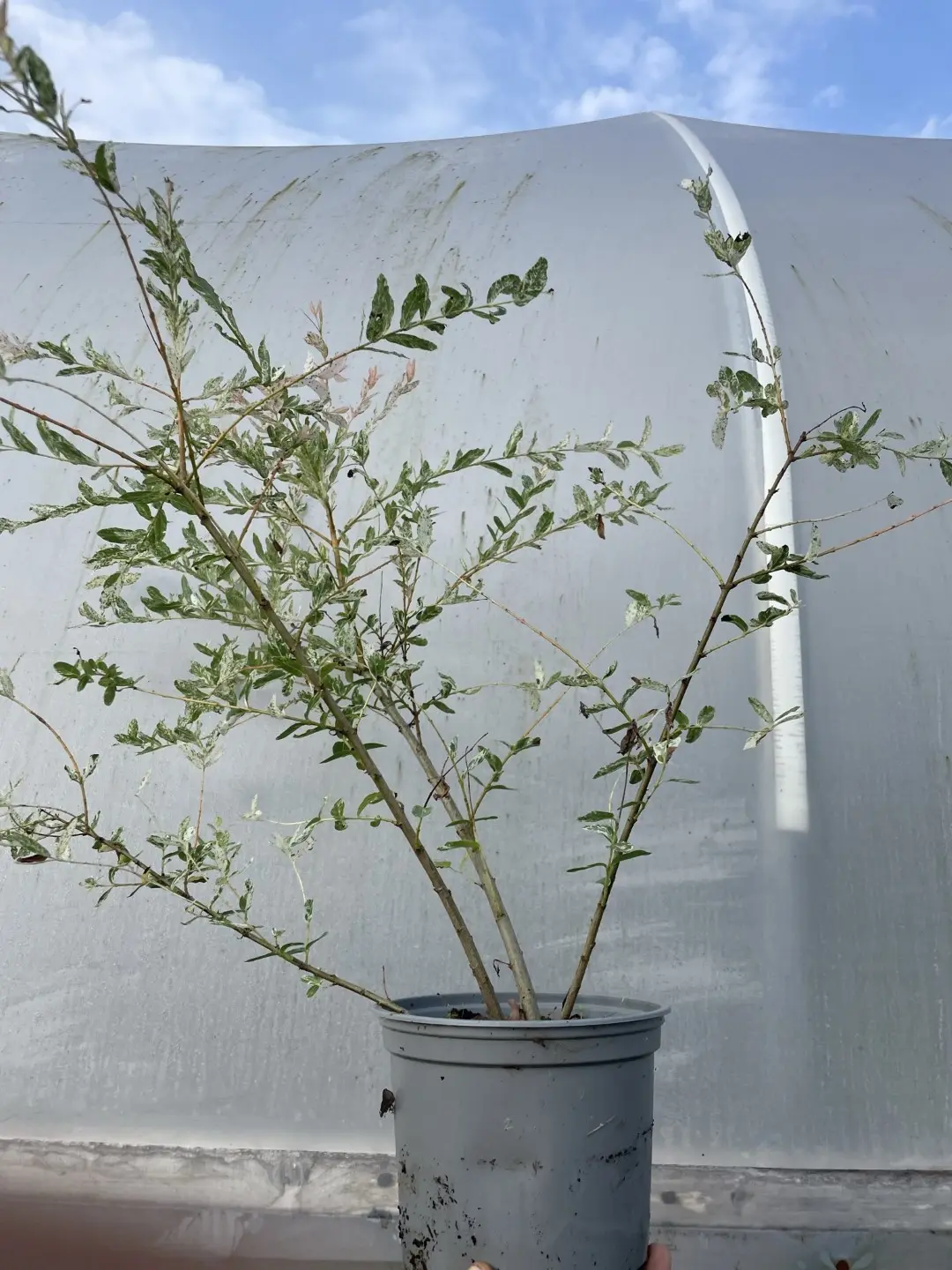 Flamingo Willow 60/80cm (2L) - Image 2