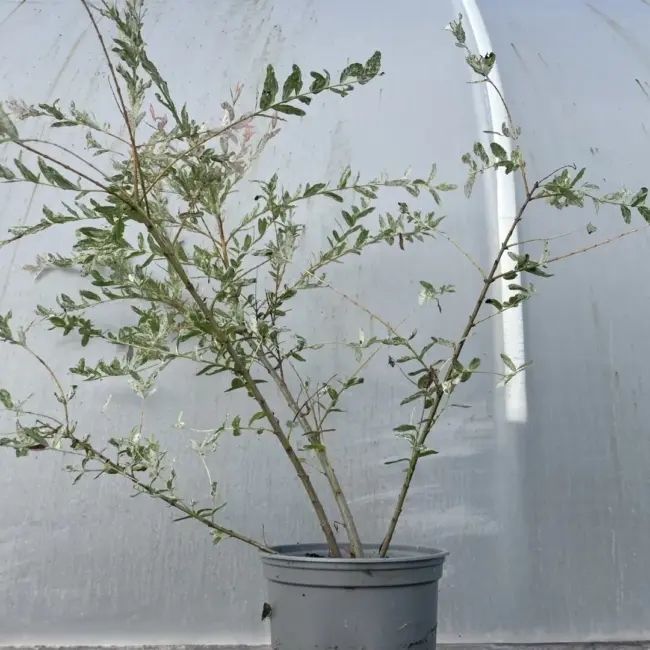 Flamingo Willow 60/80cm (2L) - Image 3