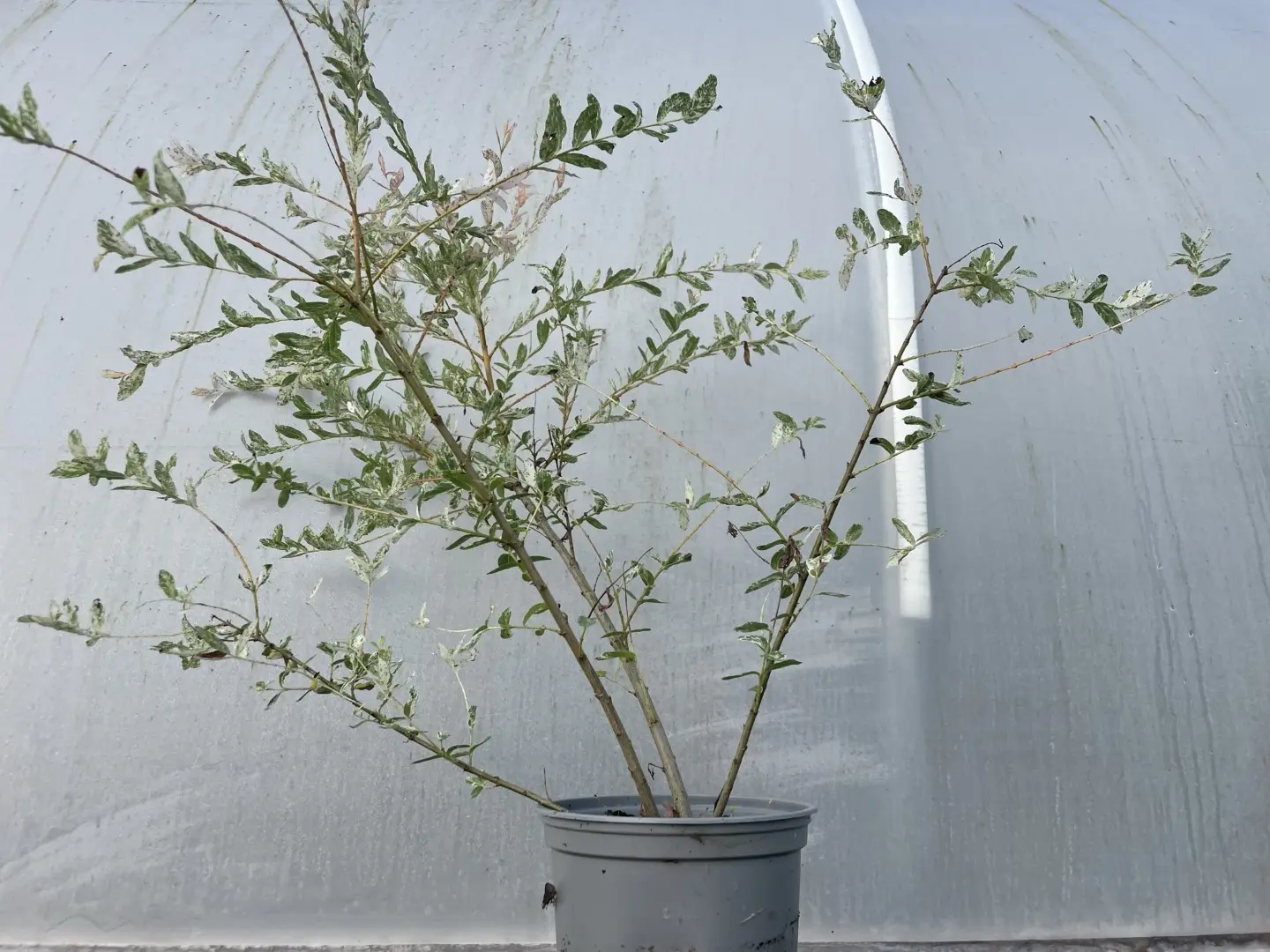 Flamingo Willow 60/80cm (2L) - Image 3