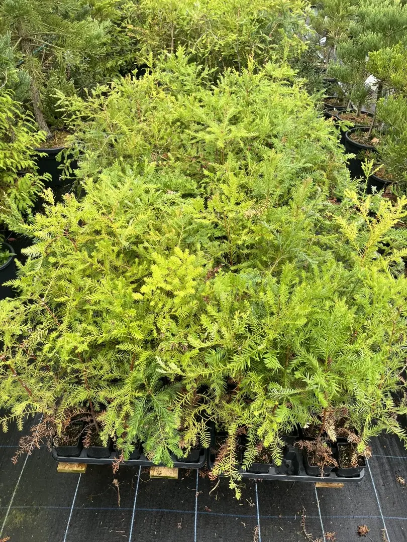 Sequoia sempervirens - Coast Redwood