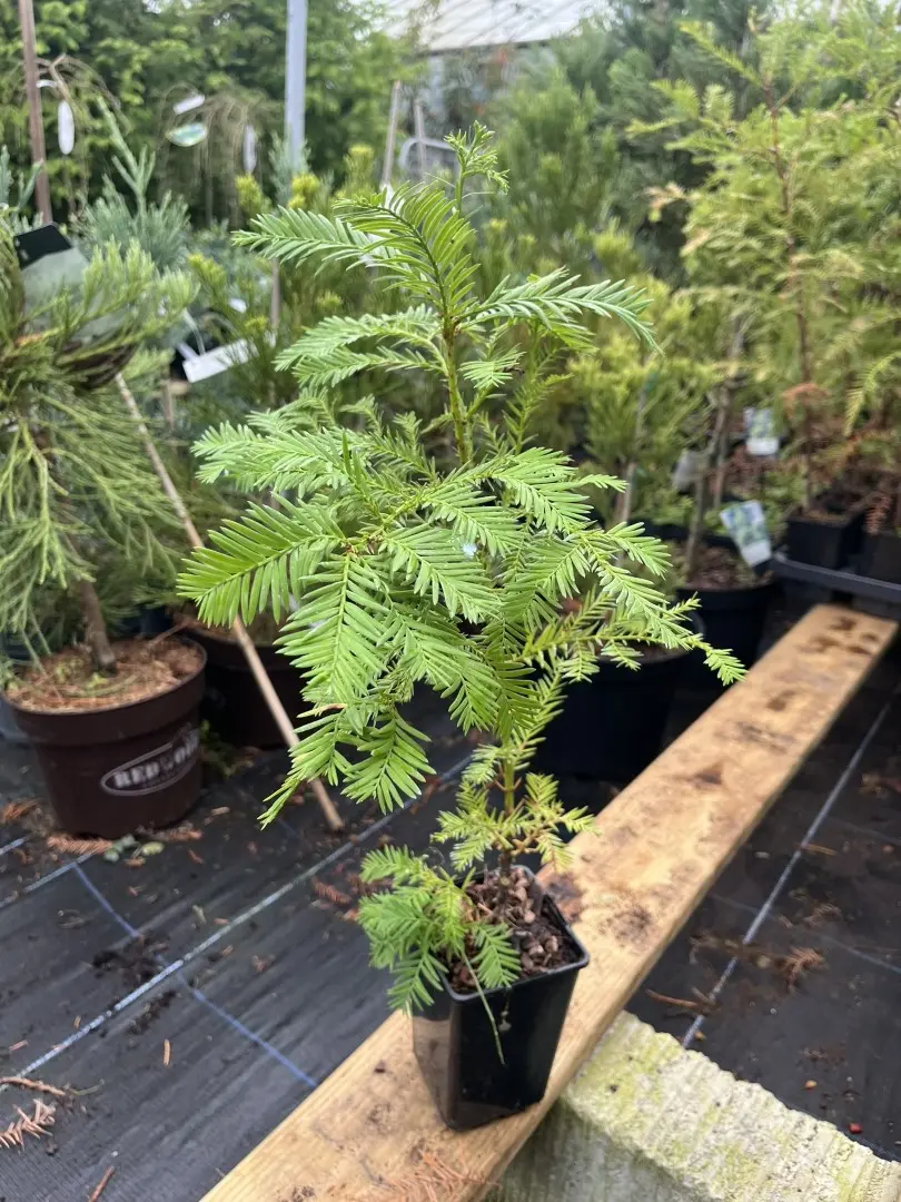 Sequoia sempervirens - Coast Redwood